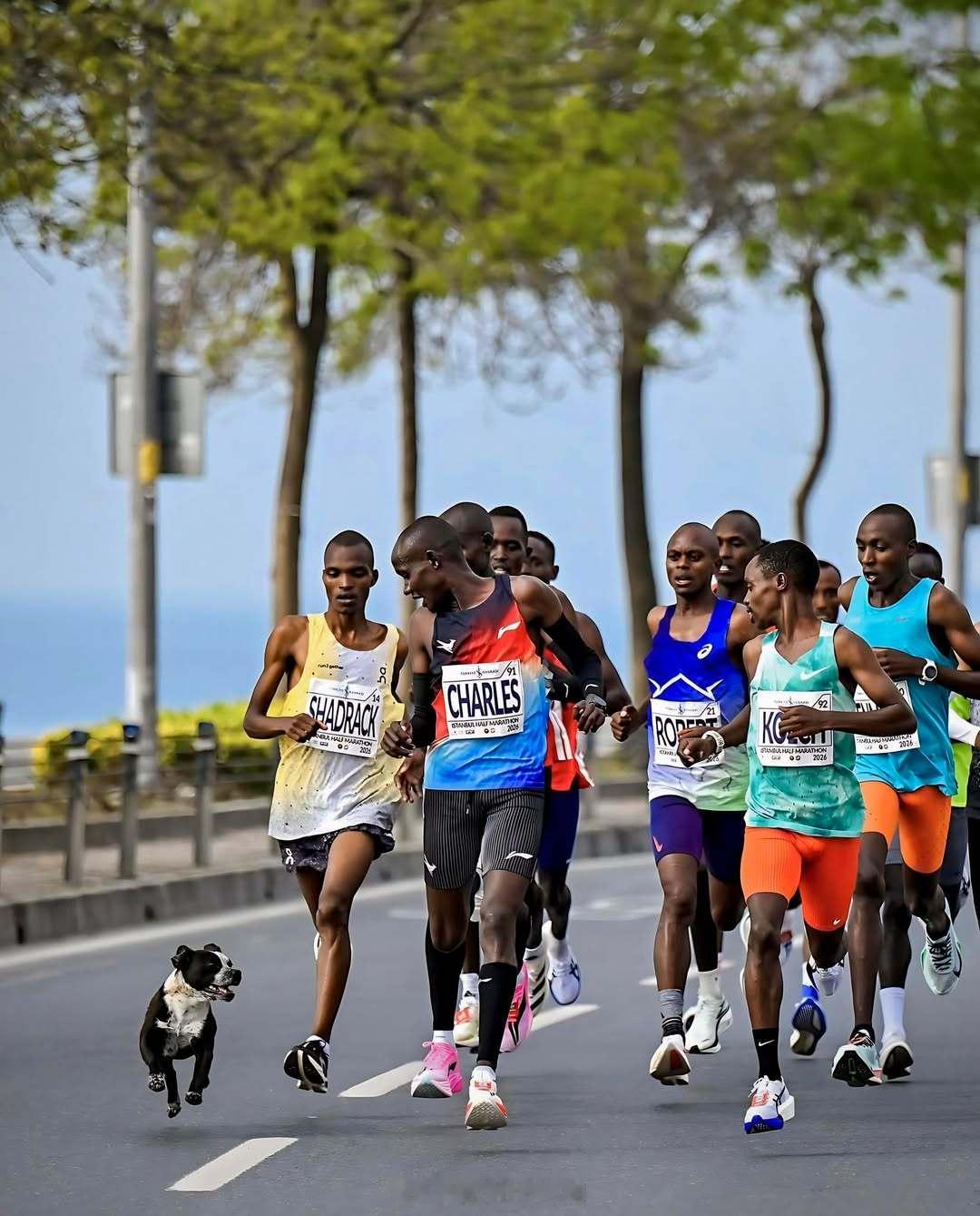 伊斯坦布尔半程马拉松途中趣事。跑步 马拉松 赛事组织