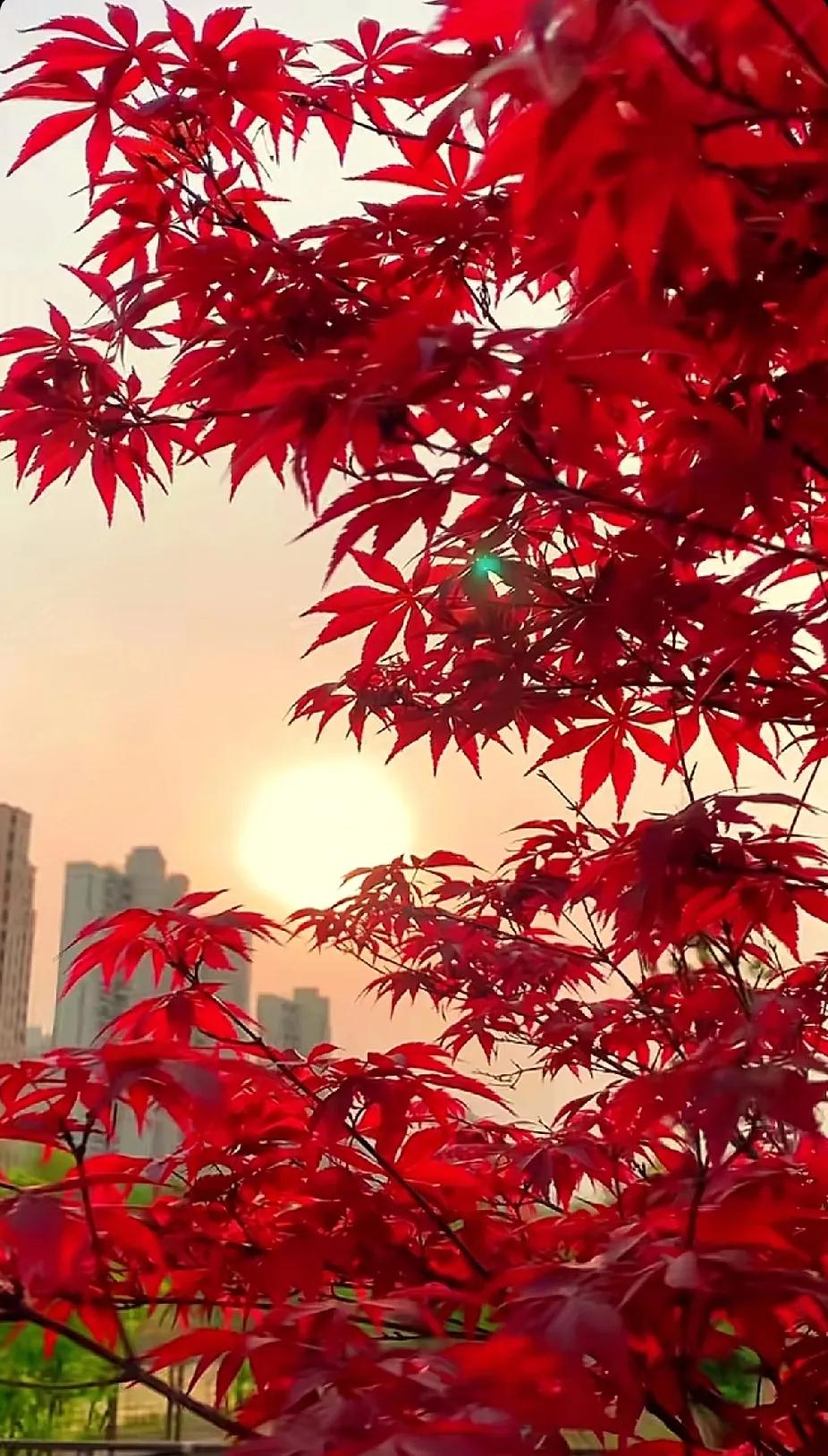 《红枫》
霜风一夜染山枫，
似火燃枝映半空。
秋韵长留君莫叹，
丹华入目意无穷。