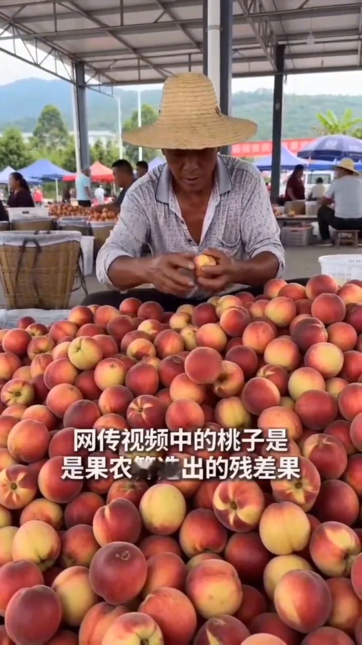 四川桃子三毛钱一斤烂在地里？网传视频中的桃子是果农筛选出的残差果，属正常筛选流程