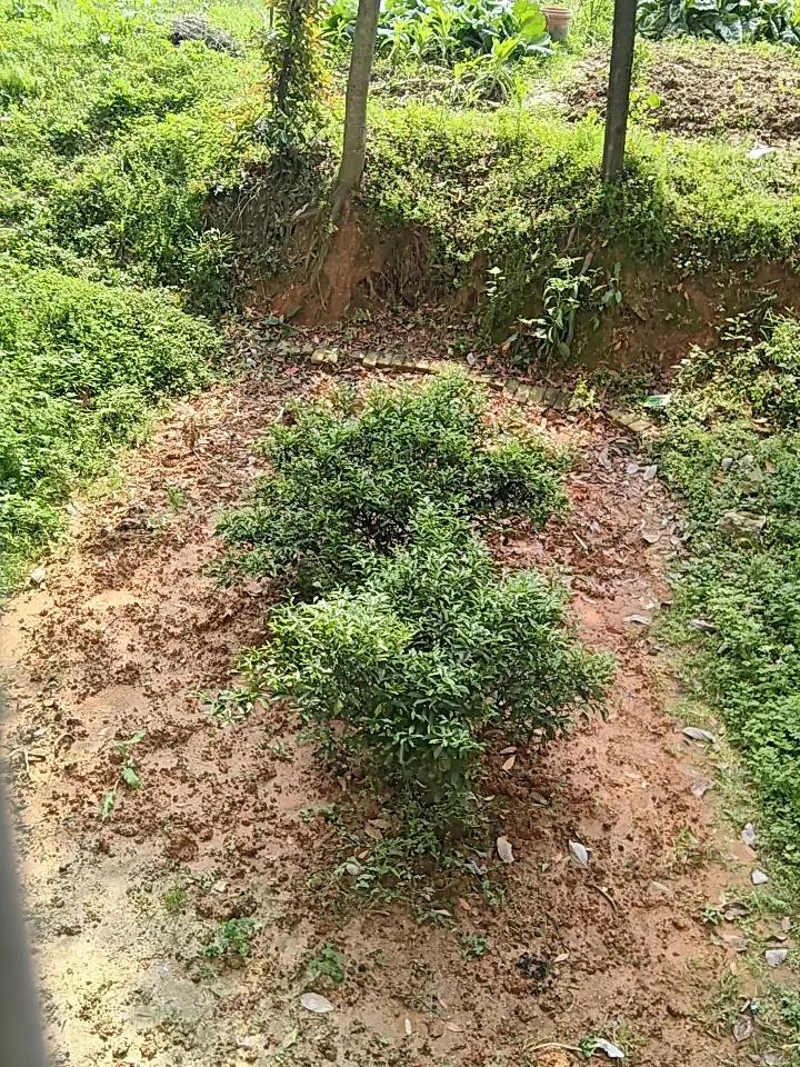 大抵是被虫子吃光光了！
后院有两棵快六年的果树，别看个矮，却长得枝繁叶茂很殷实，