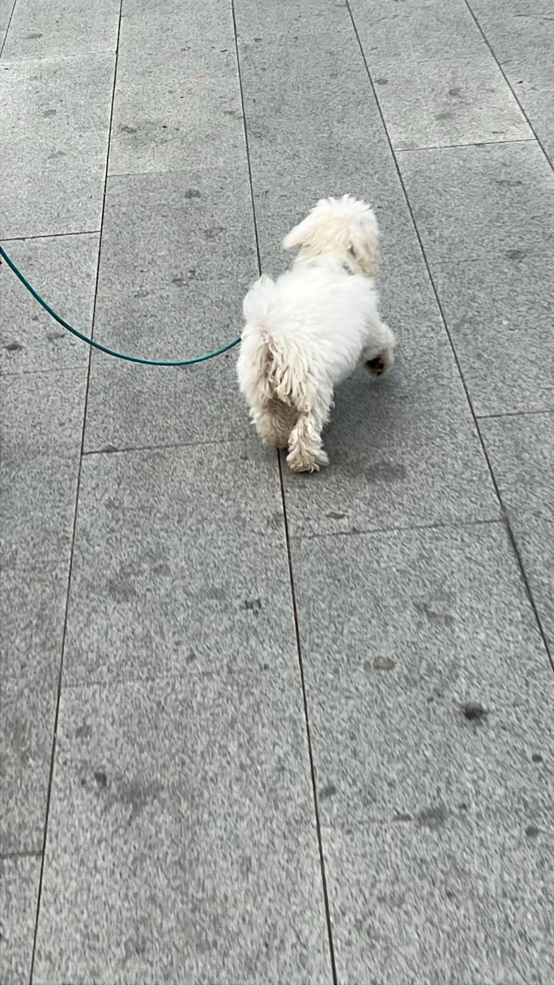 溜达遇到小狗子、主人走的太快乐了，它跟的一路小跑，小腿那个快，还时不时调皮的咬牵