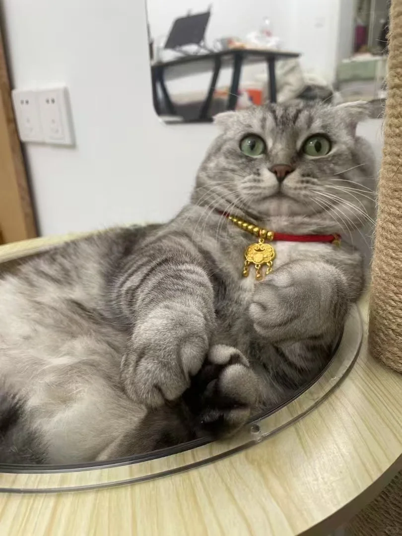 想看看大家的虎斑猫🐱