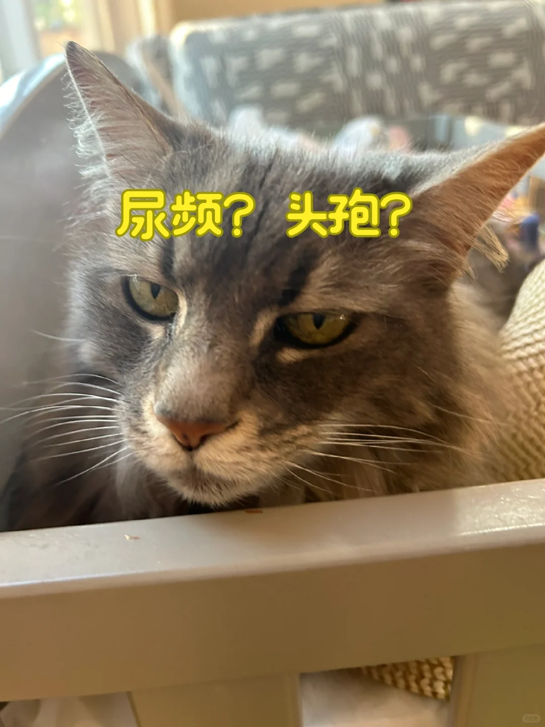 猫咪尿频就要上头孢吗？