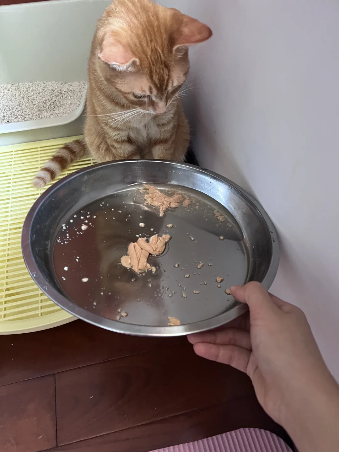 疑似流浪小猫带回家耍大牌