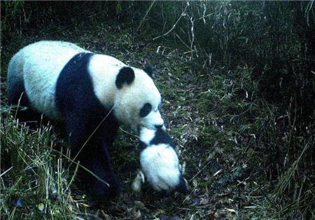 每当我们提起“熊猫”，心中总会泛起一股温暖与敬意。它们那憨态可掬的模样、悠然自得