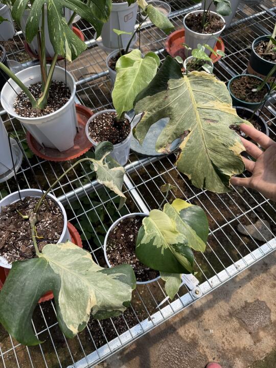 无需多言，熔岩芝士龟背竹，正式进入繁殖阶段