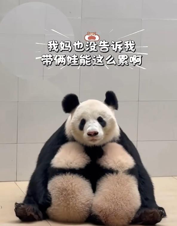 带娃，谁带谁憔悴
福凤内心 OS：我妈当初也没告诉我，带两个娃会这么累啊😂
