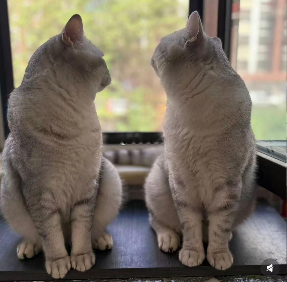 张泽禹一模一样的猫养两只 两只小猫到张泽禹家一周年了！他自己说傻傻分不清它们，但