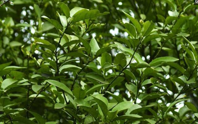 沾到💩甩都甩不掉批发一下柚子叶好了 