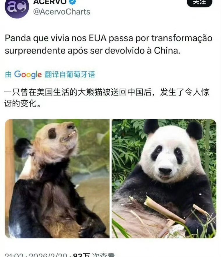 大熊猫丫丫就是美国“斩杀线”的一个最好例证，在美国她几乎丧命，回到祖国却又完美重