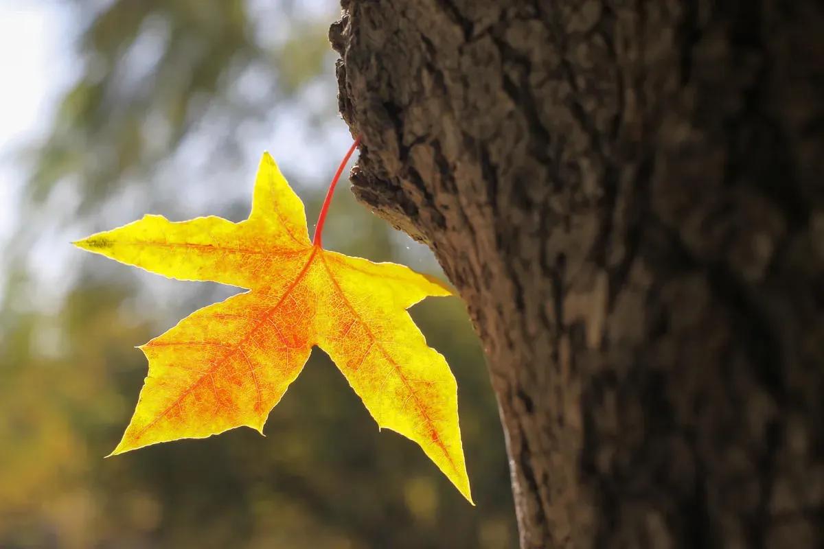 秋叶

深秋的叶子凝炼色
金鼎的黄，赤焰的烈
色的诱惑已把秋景超越
风霜雾雨不是