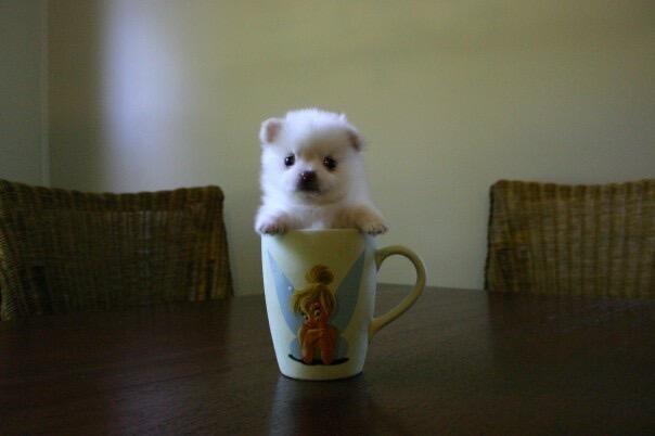 🐾 