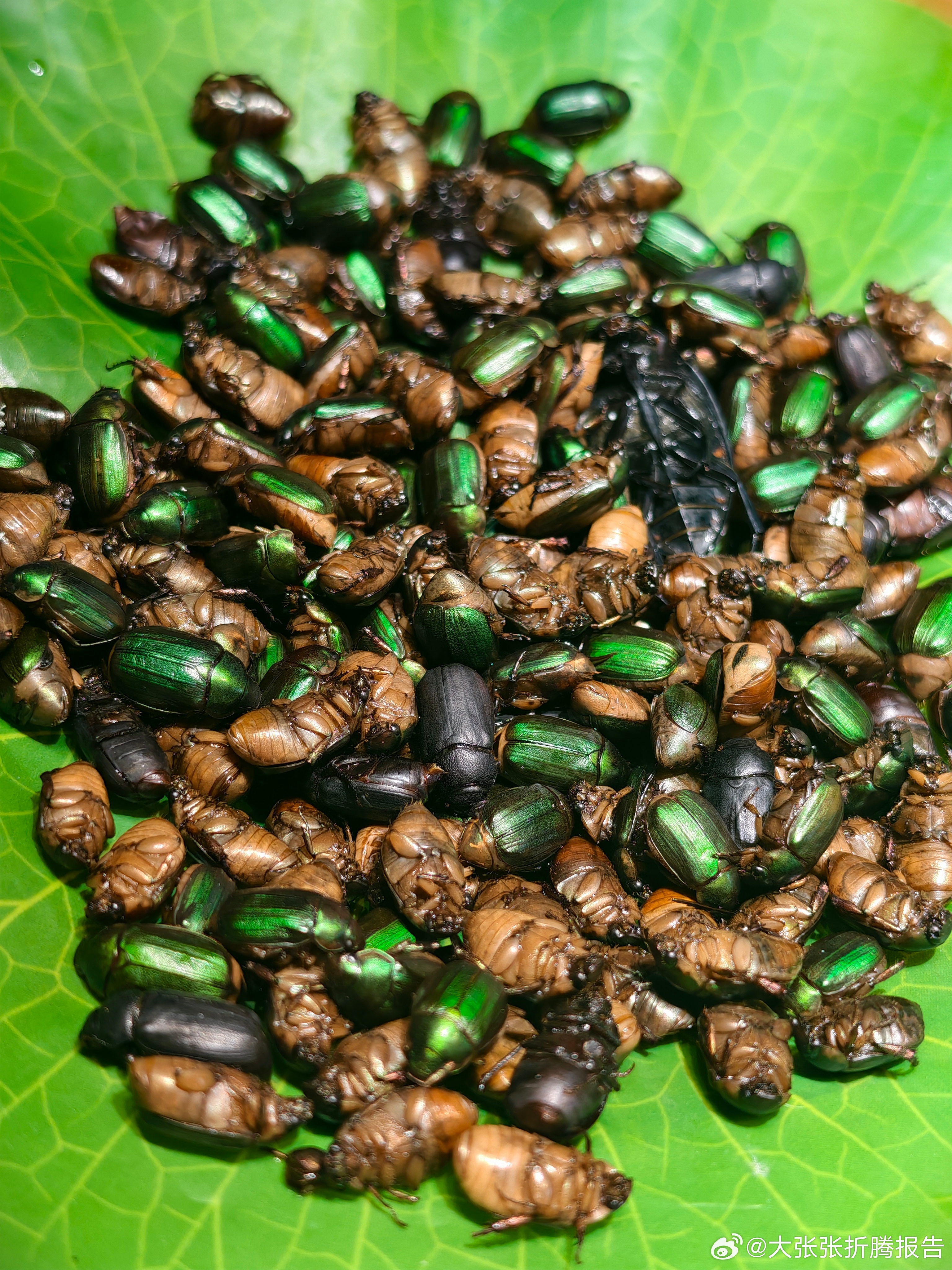 粉丝先吃，谁叫我宠粉呢