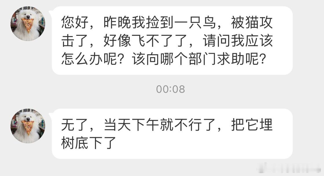 #野生动物与流浪猫#从流浪猫爪下救下了一只【树鹨liù】，它最终还是去了鸟星家猫