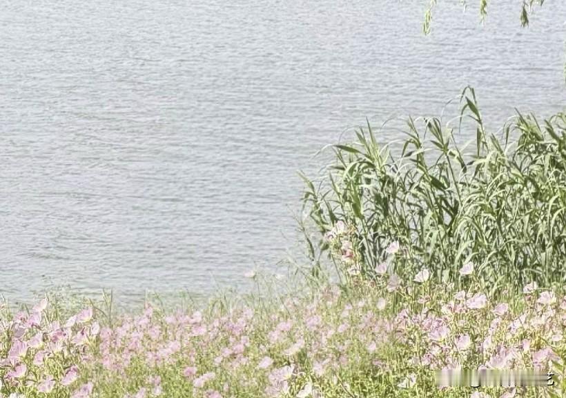 真心话茶局粉花拥着岸沿，软浪轻晃着浅蓝。风掠过草尖时，花影浸在水色里，连凉意都裹