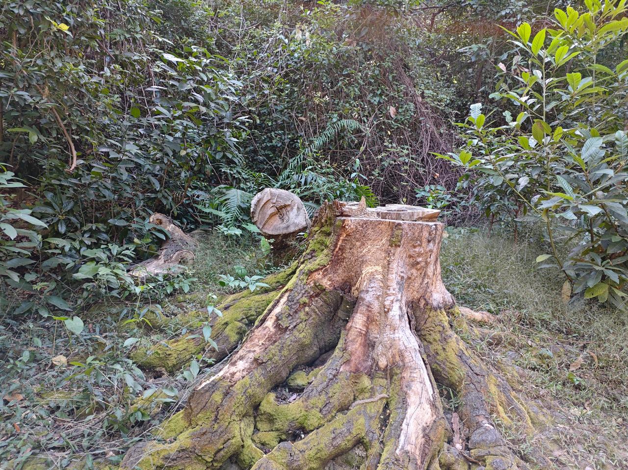 笑不活了！凤姐、王伟恒的美国梦：从“向往自由”到“街头流浪”

多少人曾把“美国