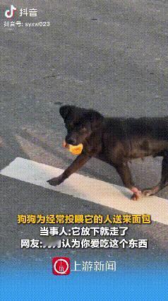 万物皆有灵！河南，女子投喂了一个月的流浪狗，从老远跑过来找她，一开始以为它饿了来