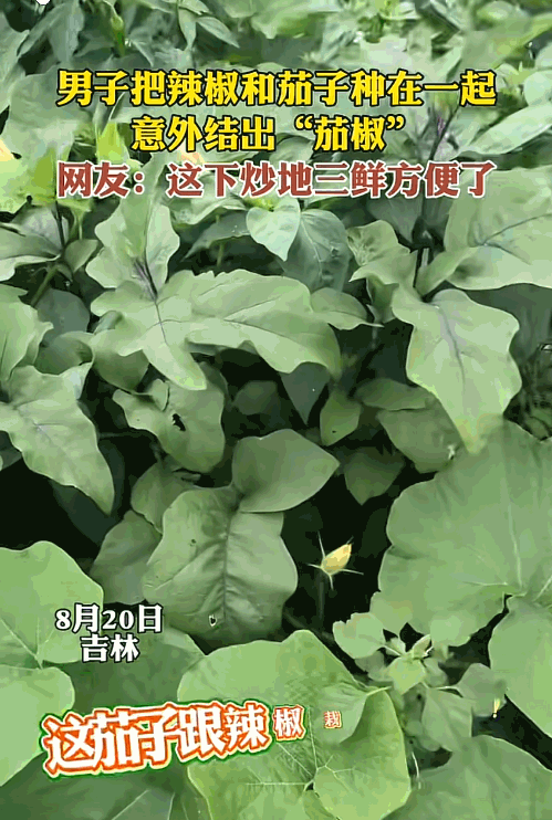 “意外的惊喜！”吉林四平，一男子把茄子和辣椒混合种在地里，没想到，竟然意外结出“