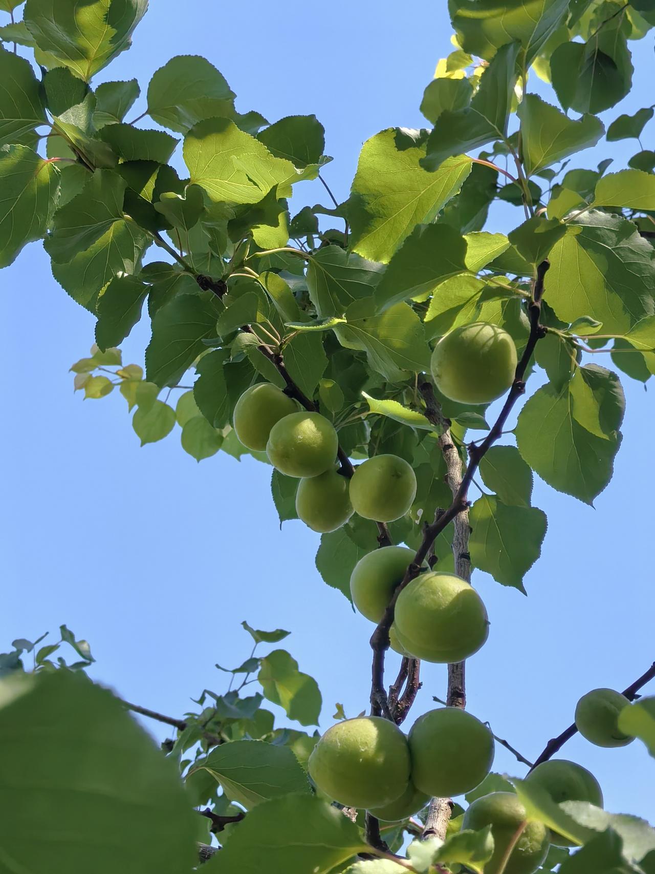 《青杏》
青杏挂在枝头间，时到五月还硬酸，
若要害口咬一下，口水顺间流嘴唇。
