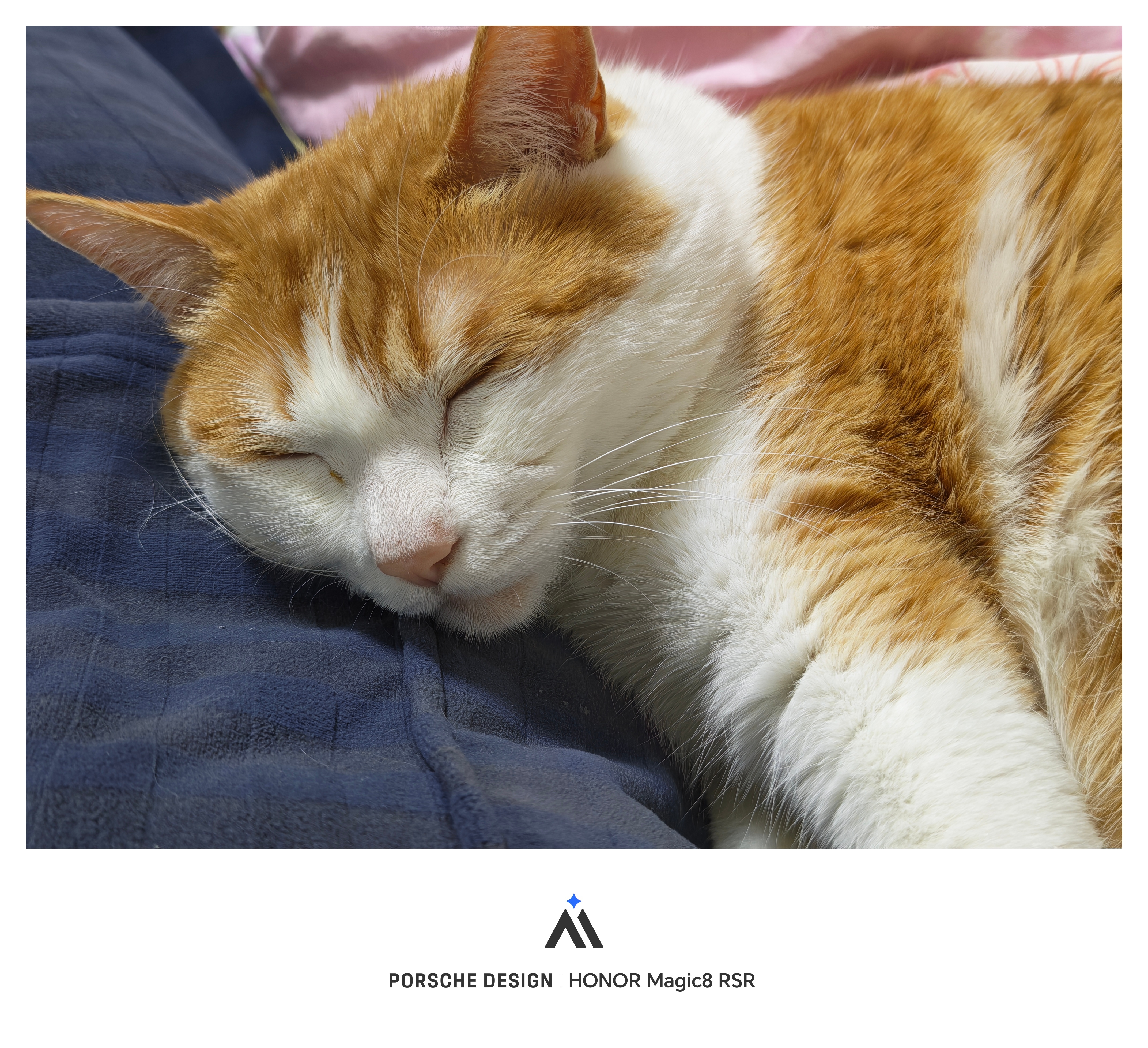 小猫不洗头为什么脑袋不臭此时此刻我家的猫，就这么倚我身上睡觉打着呼，你说还有比它