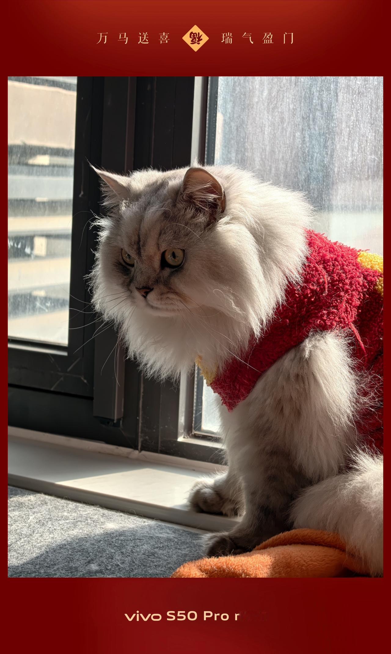 咪的新衣和vivo新年水印很配啊！vivoS50Promini 手机数码