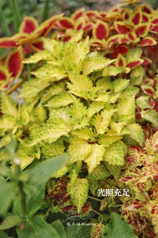 超级好看的彩叶草，夏天花园绝对不能没有它❗五彩斑斓，已上架，群里