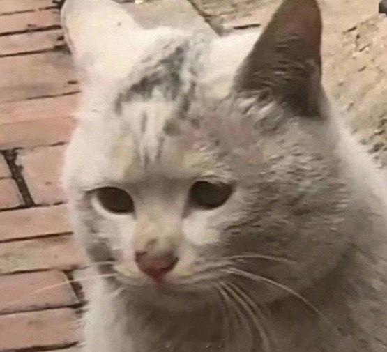 好想动脸里反复徘徊 减肥好难要不是怕打针怕痛和现在的医美广告太多感觉我能整出一个