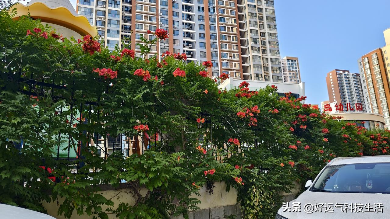 路过青岛麦岛家园的幼儿园，一眼就被墙外一簇簇小花吸引。花朵圆圆鼓鼓，模样酷似迷你