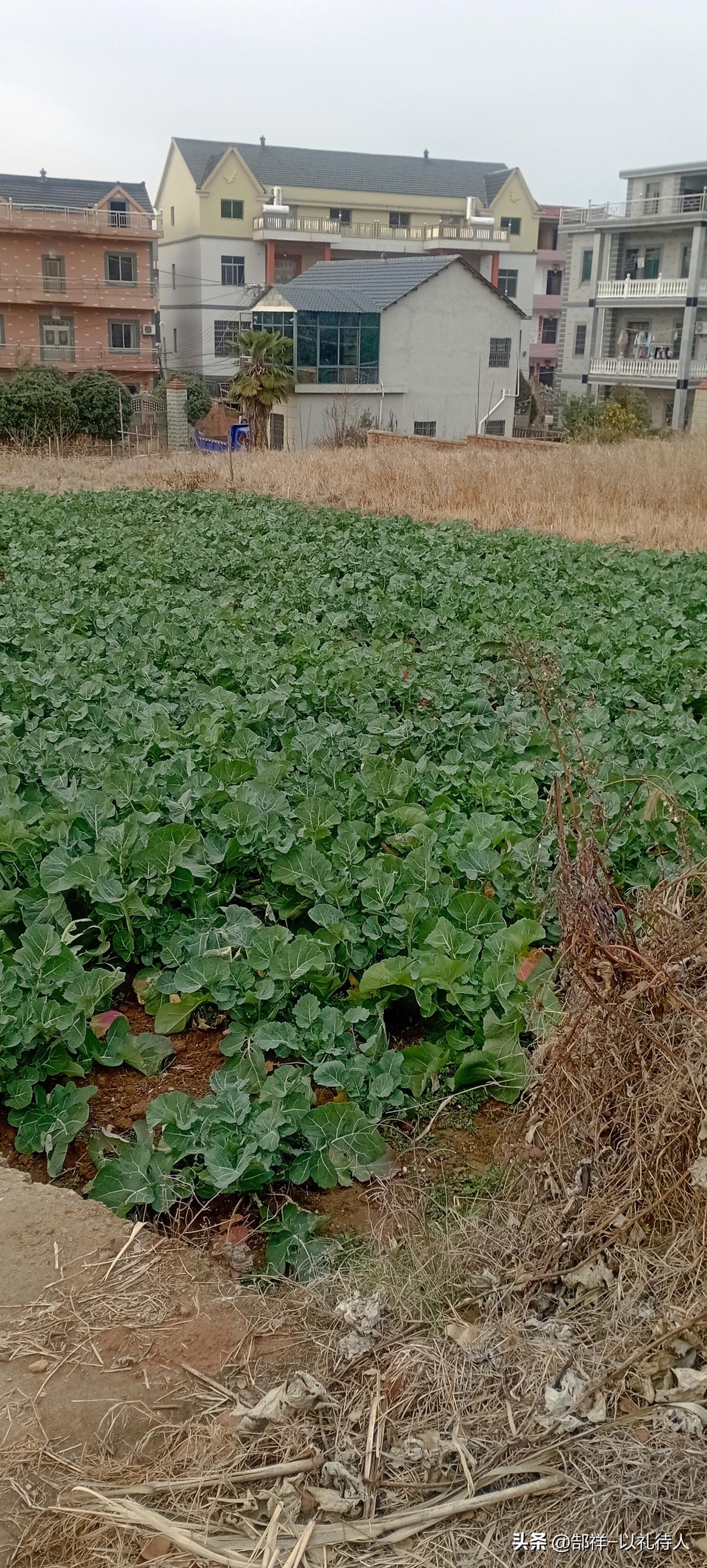 那个年代做为地主阶级的子弟真是倒了前世的霉，平时不敢入同龄孩子的伙，不敢与贫下中