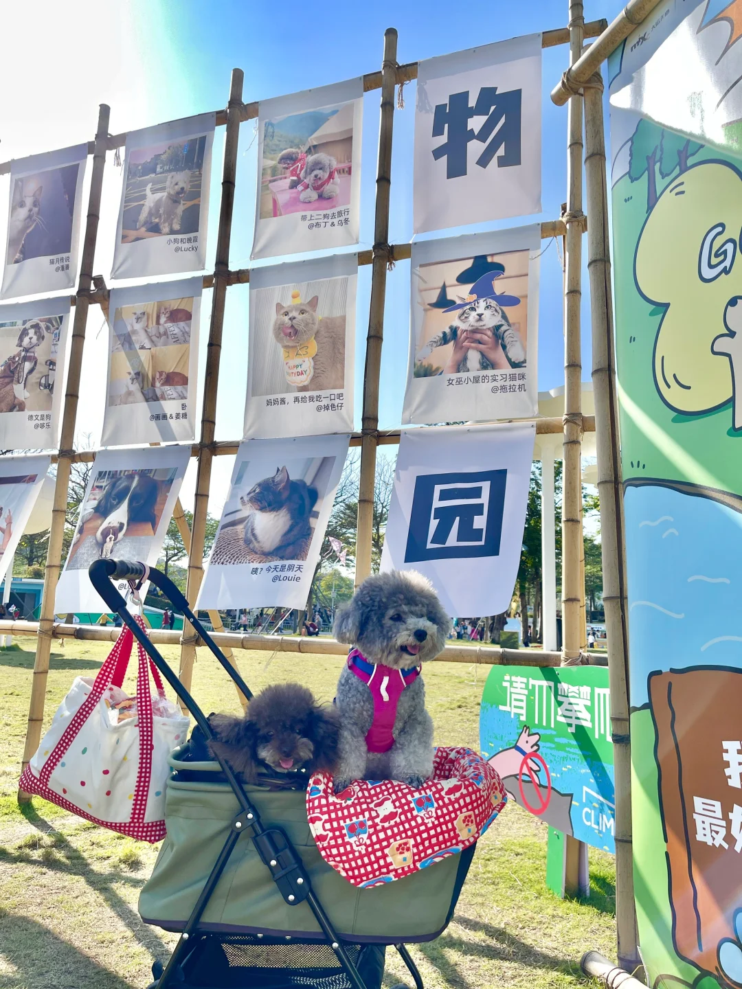☀️小狗的溜达日常📩存档💌