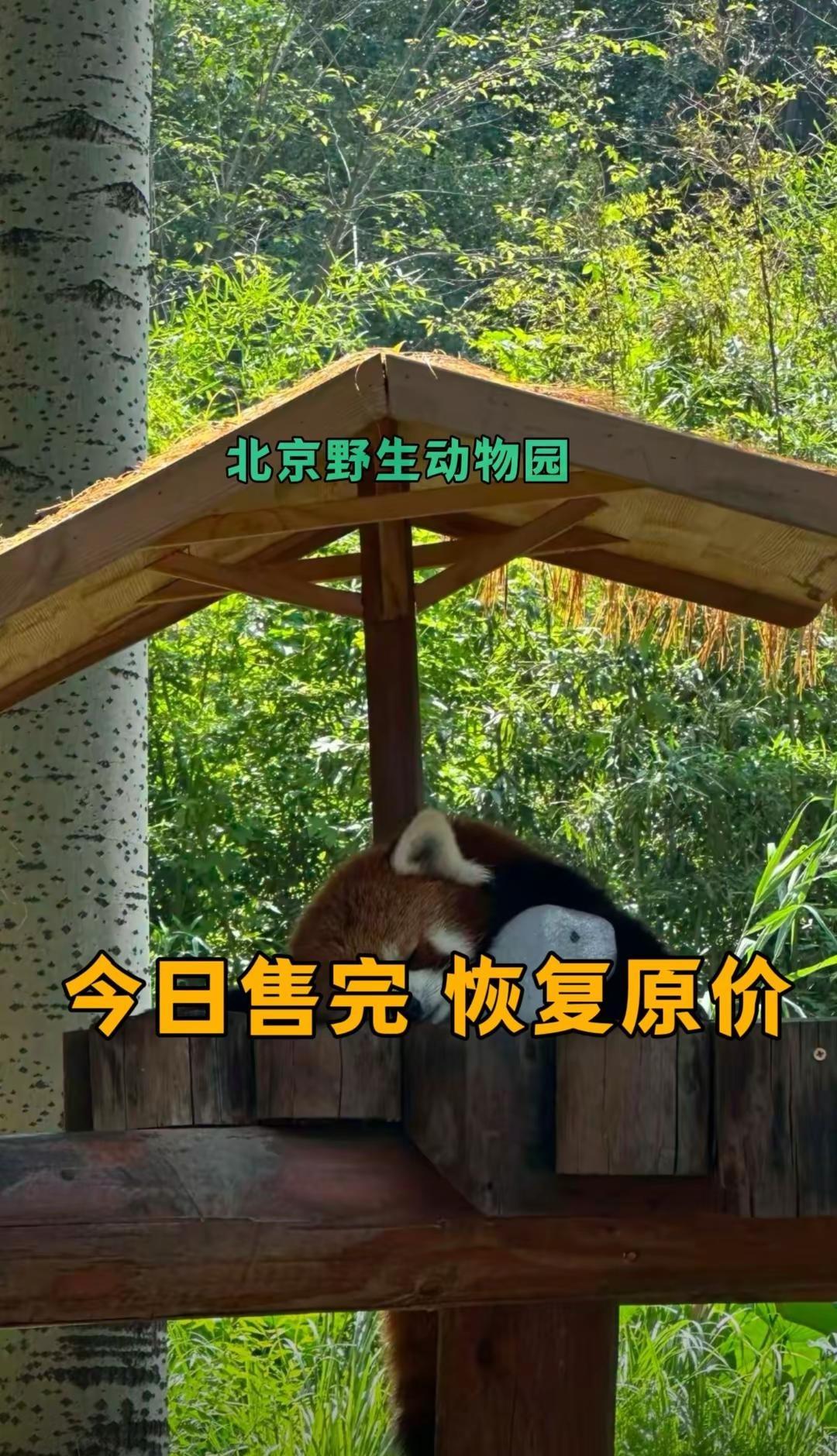北京野生动物园大型户外亲子乐园 亲子农场打卡 熊猫营业中 鹿尔花园也太适合夏天遛