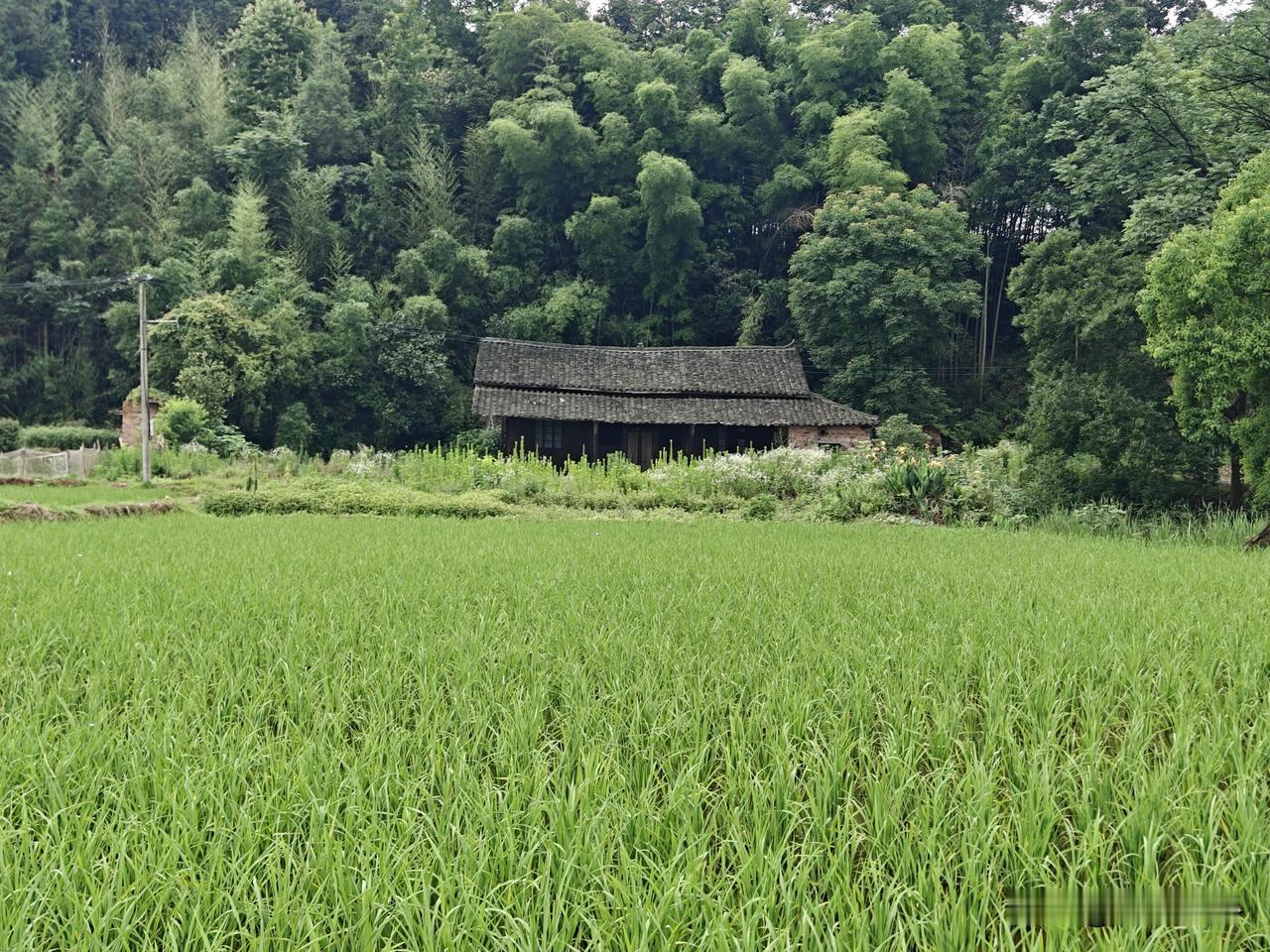 一大早和老刘又开始继续找老房子了。为什么停了一段时间呢？因为我妈住院了。昨天才出