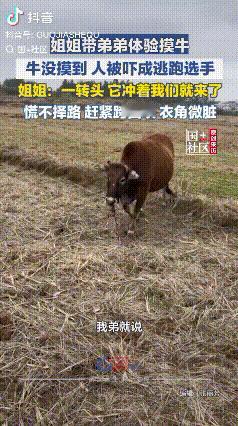 体验失败！江西上饶，弟弟对姐姐说“长这么大，没摸过牛”，于是姐姐就带着弟弟去田坝