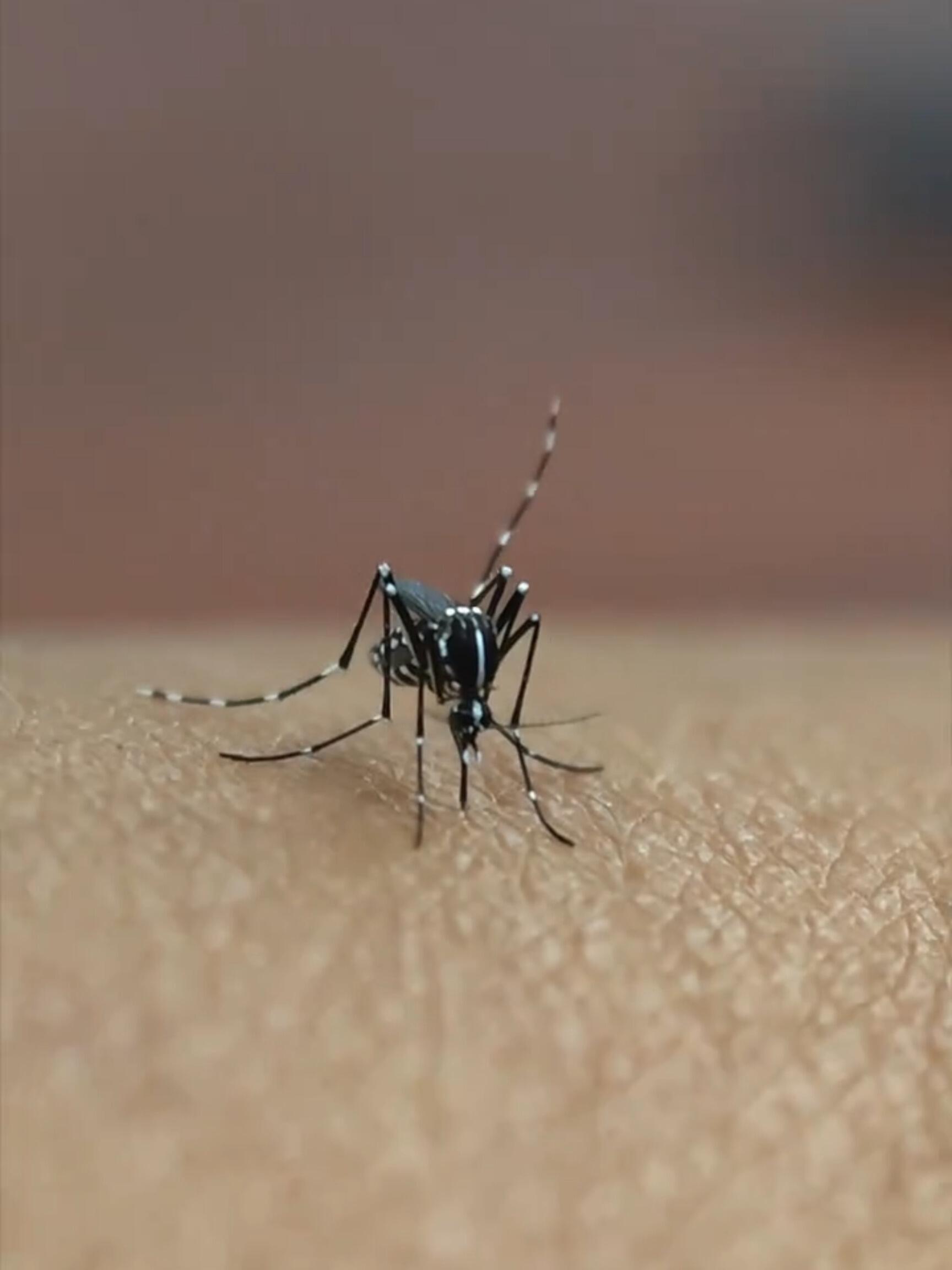 今年蚊子可能迎来史诗级加强今年蚊子可能迎来史诗级加强！！对我这种特别招蚊子咬的人