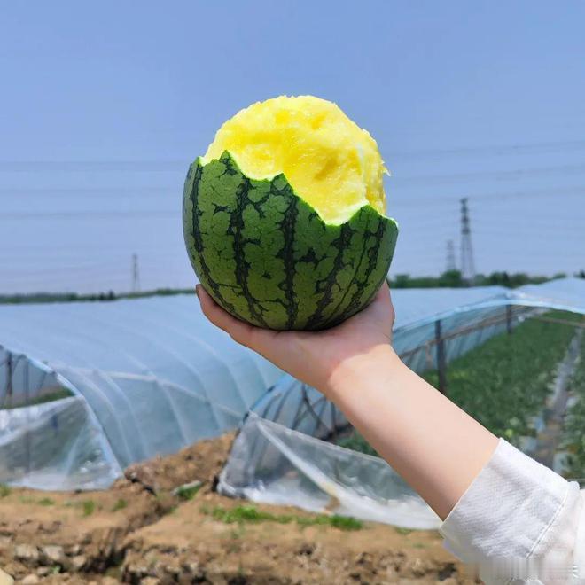 无锡黄土塘非遗西瓜上市 周末走进无锡东港黄土塘的瓜田，新一季的“非遗”西瓜已经批