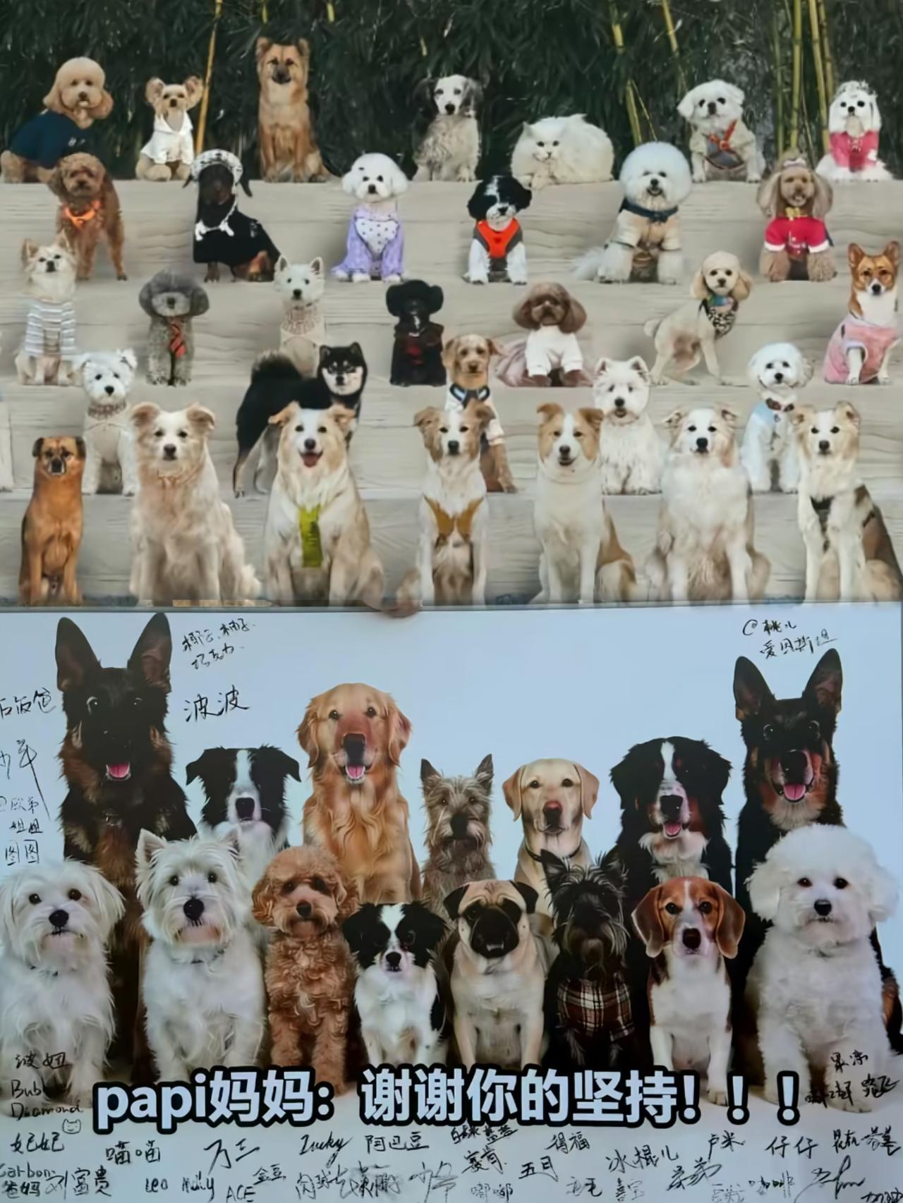 北京投毒那事儿判了，看见那一帮养狗的在欢呼雀跃，喊着正义必胜。

说实话，我看着