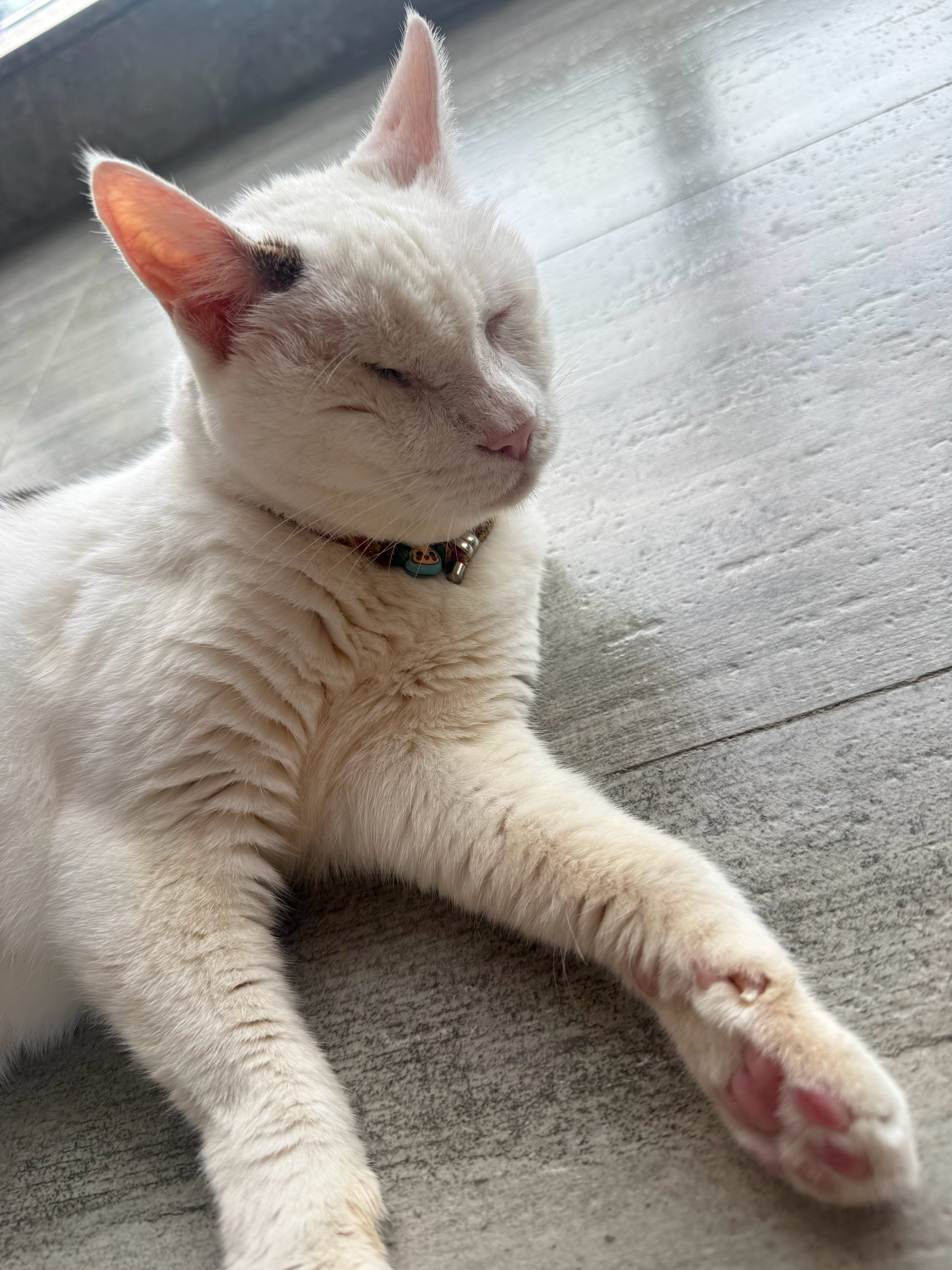 老奶奶老了怎么变黄了？！？猫咪
