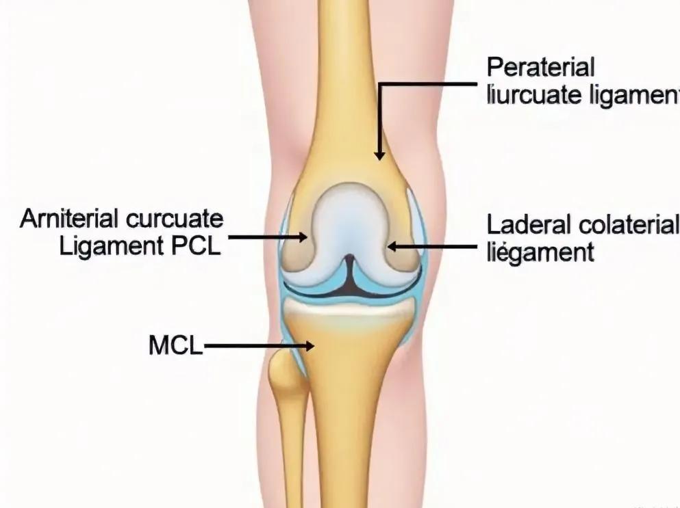 膝关节韧带

膝关节韧带主要由前交叉韧带（ACL）、后交叉韧带（PCL）、内侧副