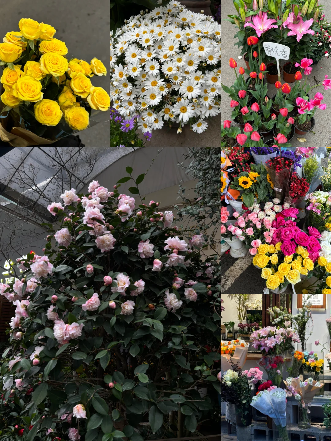 周末好去处｜熊婆婆的花园🪴