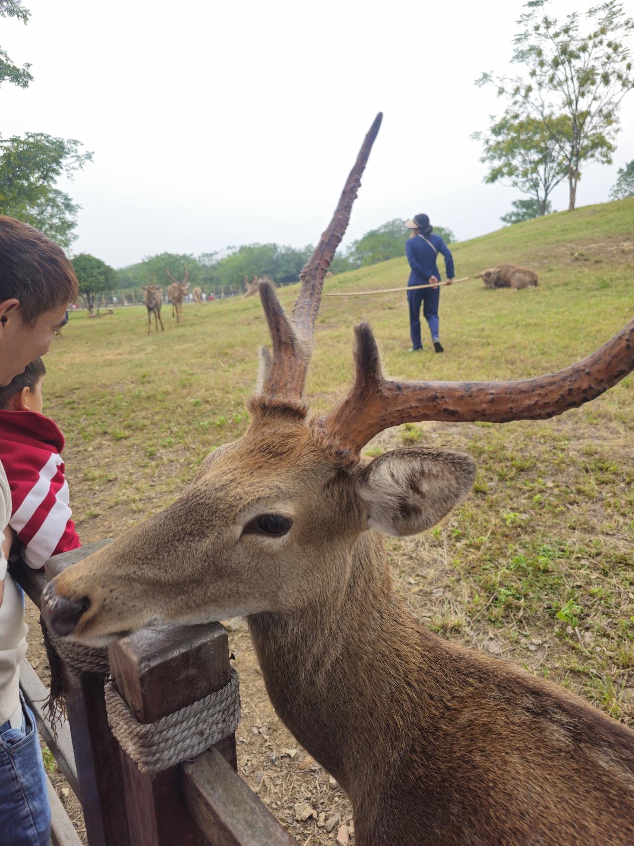 有人知道吗
杭州除了良渚之外
还有哪里能看小鹿啊
杭州动物园除外哈
最好是公园或