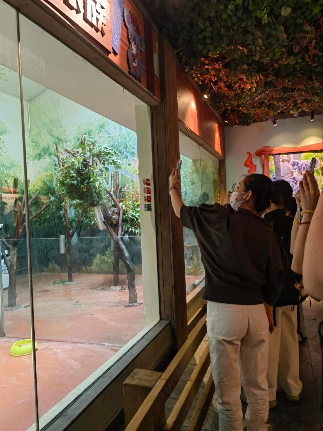 广州偶遇秦海璐王新军一家三口秦海璐王新军一家三口逛动物园广州偶遇秦海璐王新军一家