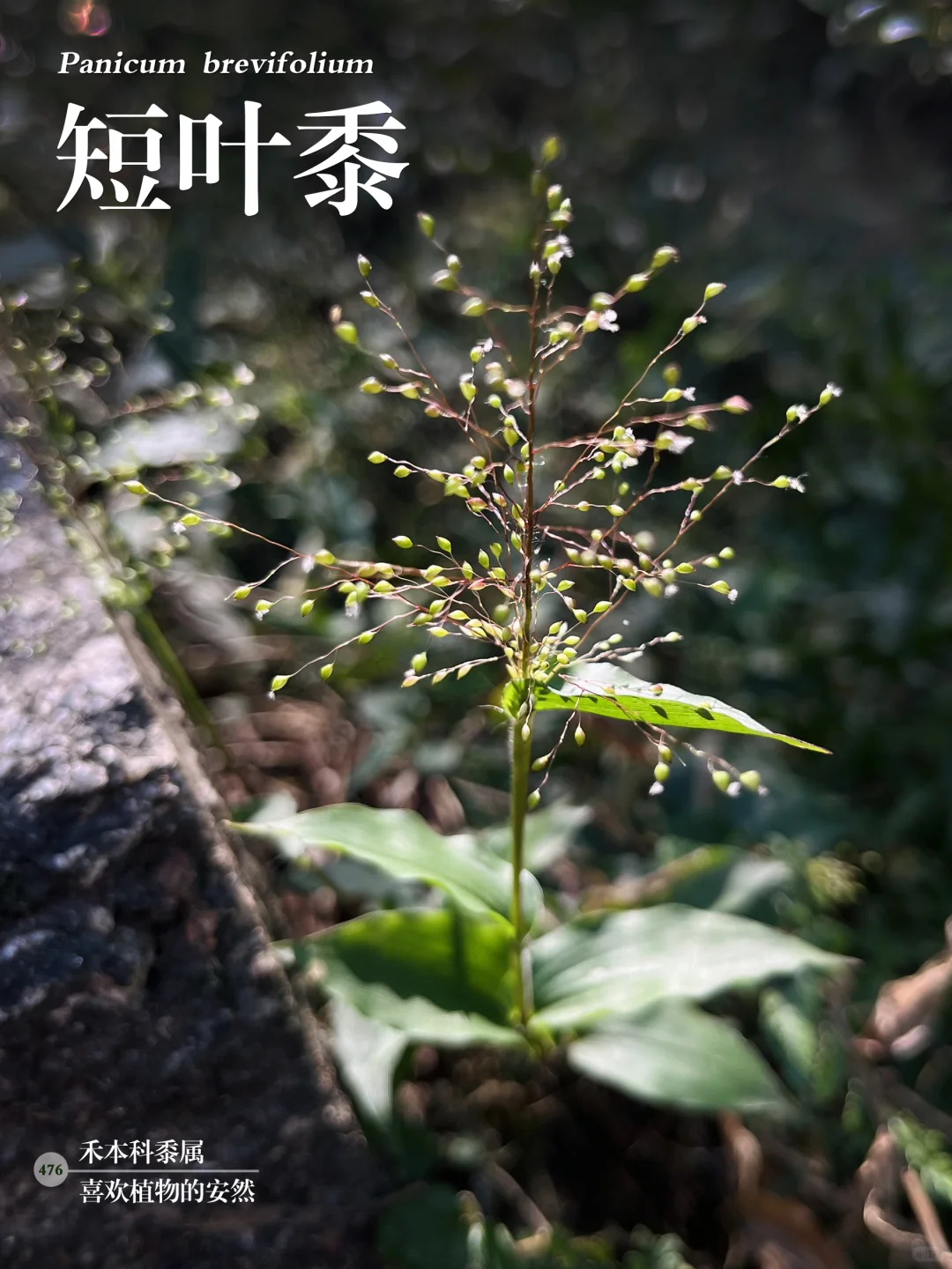 福州植物打标476 ｜ 短叶黍