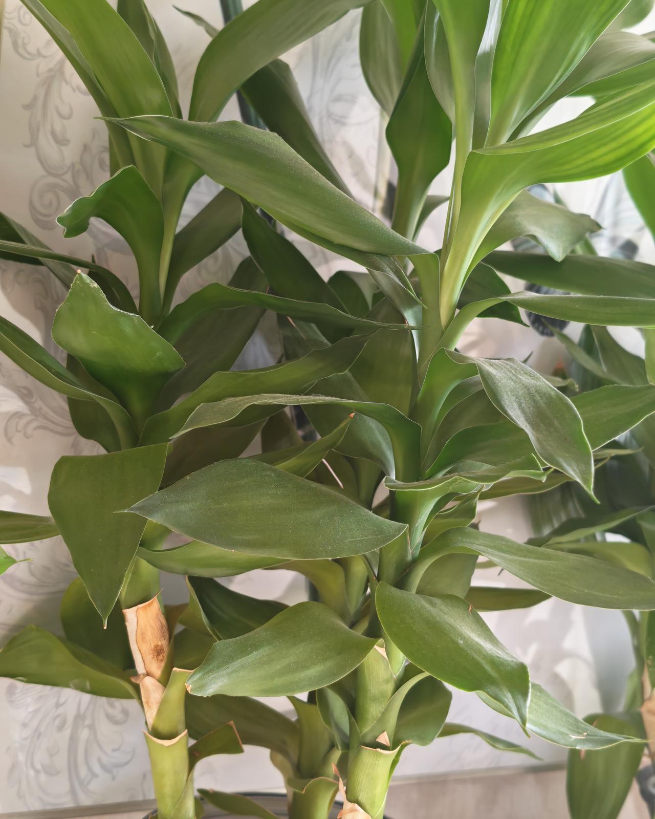 汽车主机厂，和部件供应商的媒体能力相差真的是太大。

宁王和迪王都隆重的发电池产