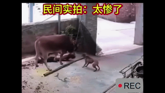 一位老伯伯去喂牛，没想到牛突然发狂，
把老伯伯往墙上死命顶，还拖拽在地，
老伯被