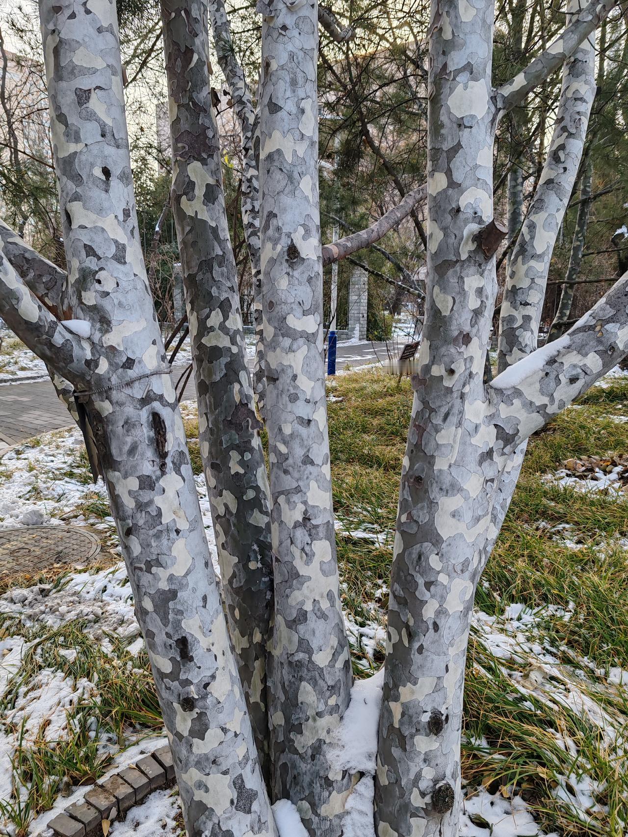 晒图笔记大赛寻冬天之美。