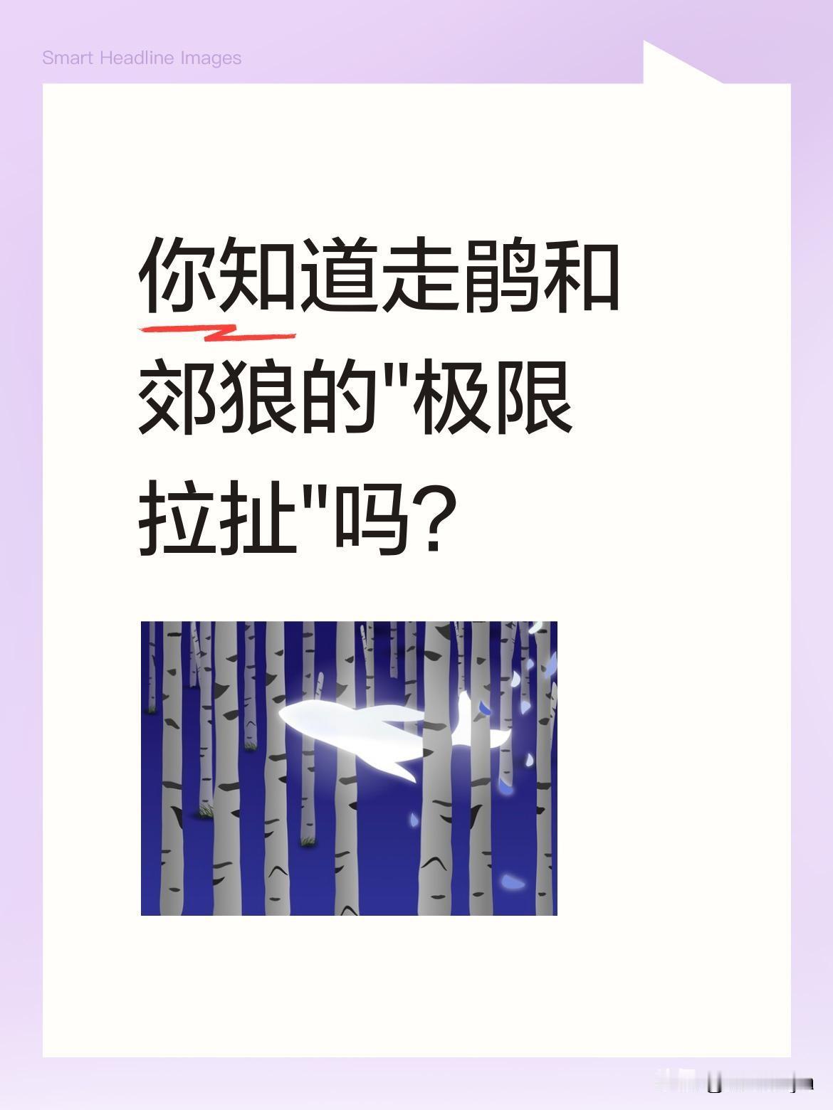 你知道走鹃和郊狼的"极限拉扯"吗？
这种被称为"鸟中奔跑健将"的走鹃，虽会飞却更