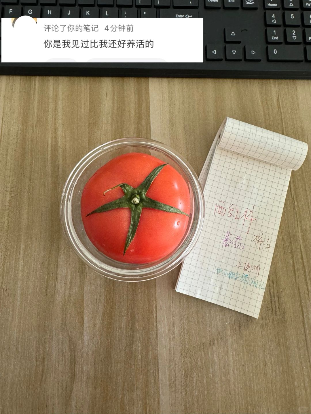 带饭455天，网友说我特别好养活，真的吗🥲