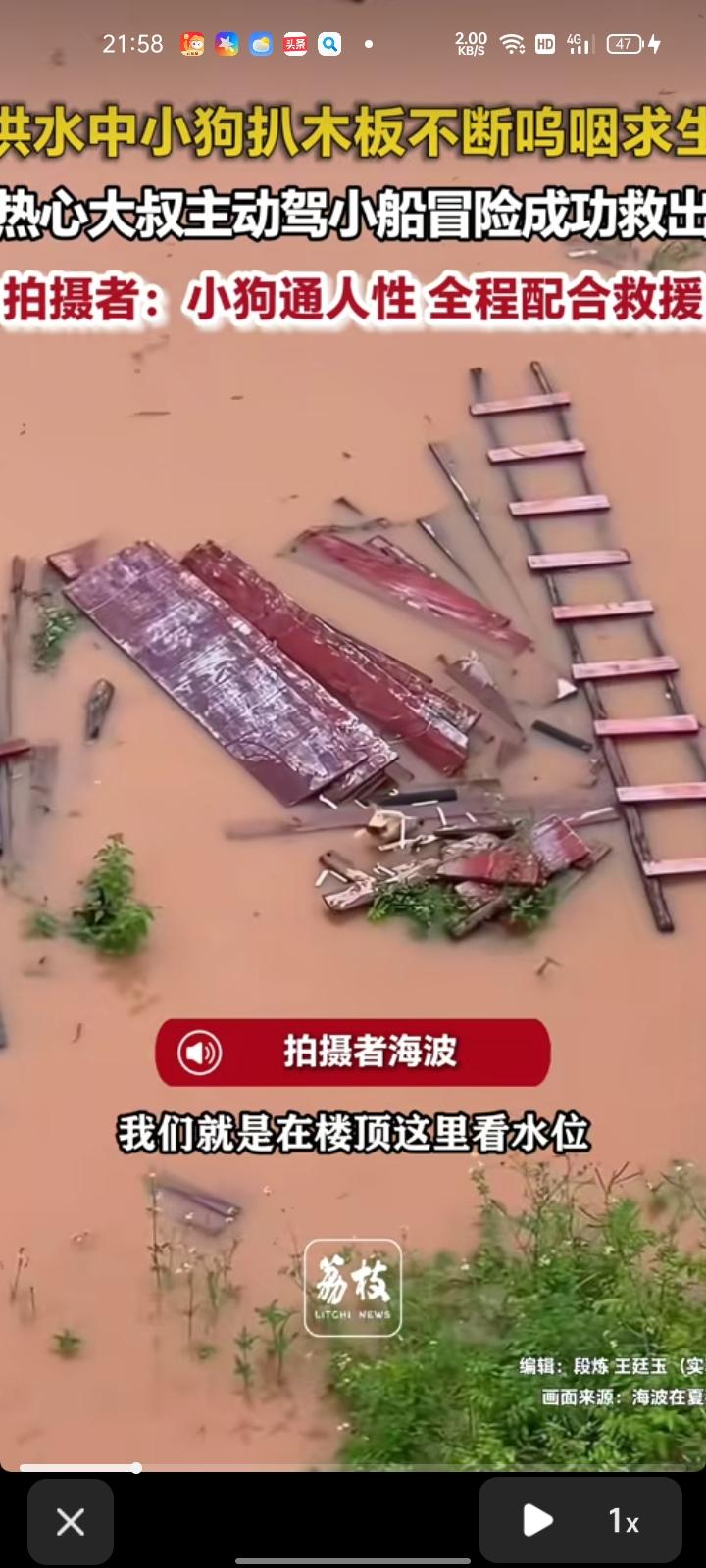 8月24日，崇左市宁明县。网友发视频称，洪水中小狗扒木板上不断呜咽求生，热心邻居