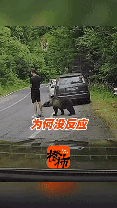 男子遇到熊假装玩手机？下一秒熊直接站到他面前，险些被咬😱