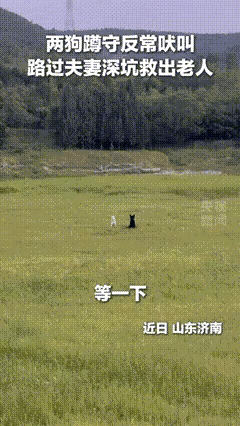 这两条狗真是太聪明了，老头掉进了深坑里，两条狗就守在坑边，发出反常的叫声，来提醒